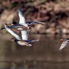 Enten im Flug