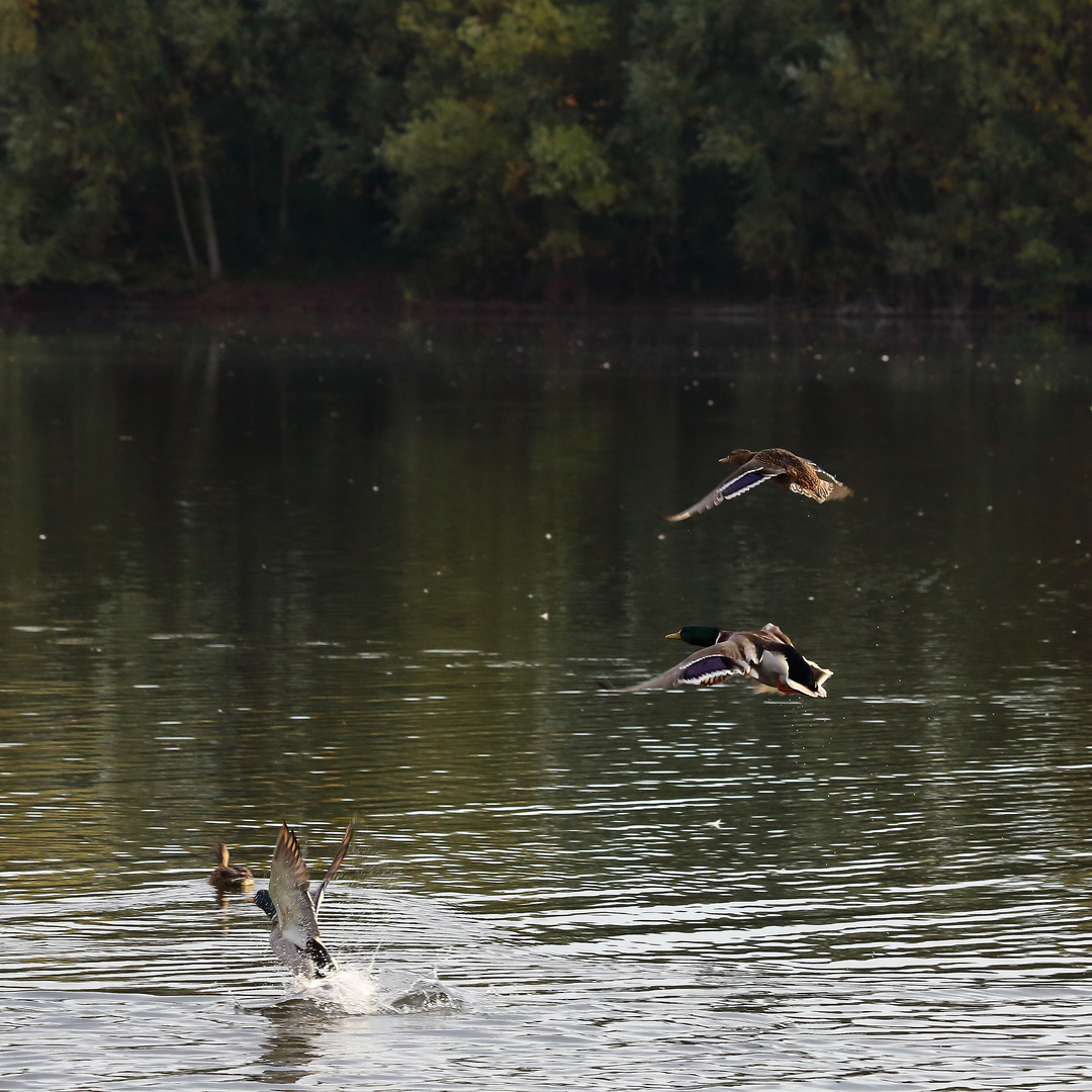 Enten im Flug