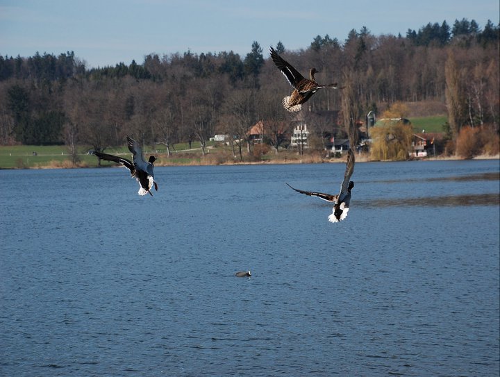 Enten im Flug