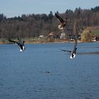 Enten im Flug