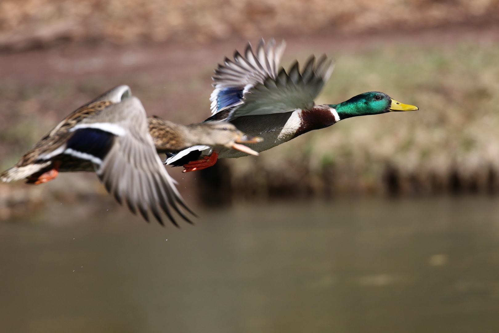 Enten im Flug