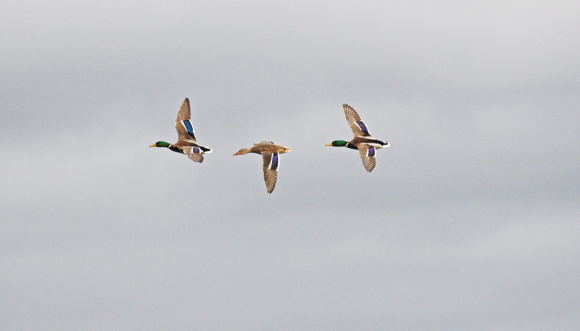 Enten im Flug