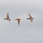 Enten im Flug