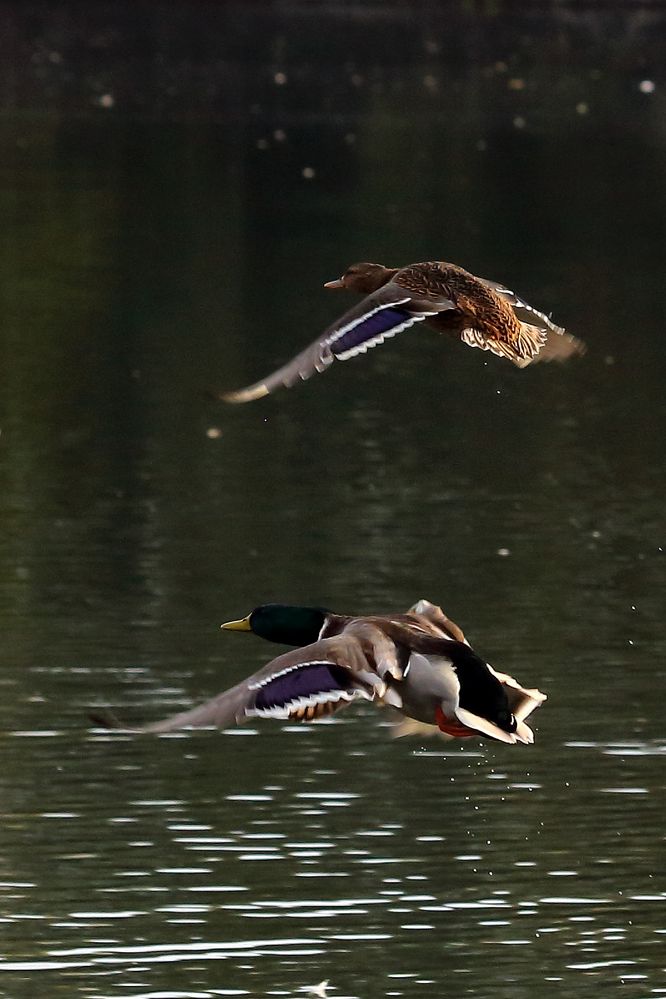 Enten im Flug (II)