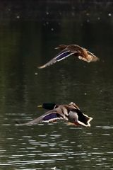 Enten im Flug (II)