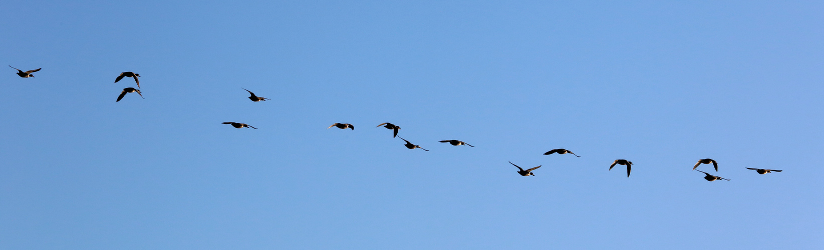 Enten im Flug (III)