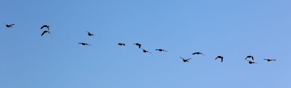 Enten im Flug (III)