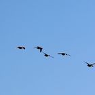 Enten im Flug (III)