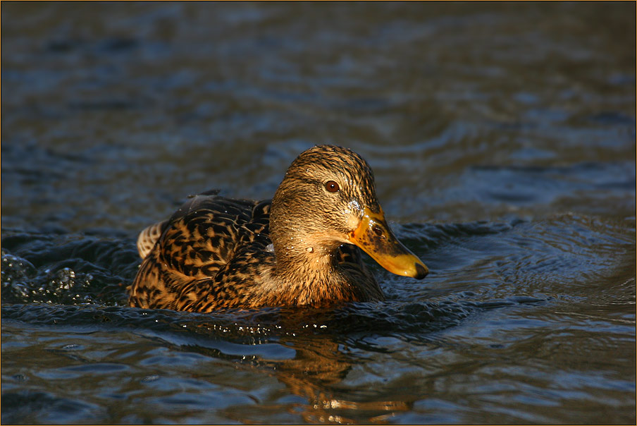 Enten im Fluss..