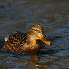 Enten im Fluss..