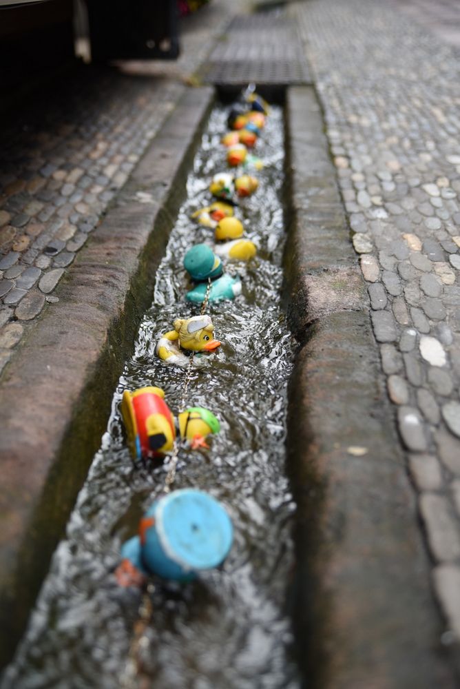 Enten im Freiburger Bächle