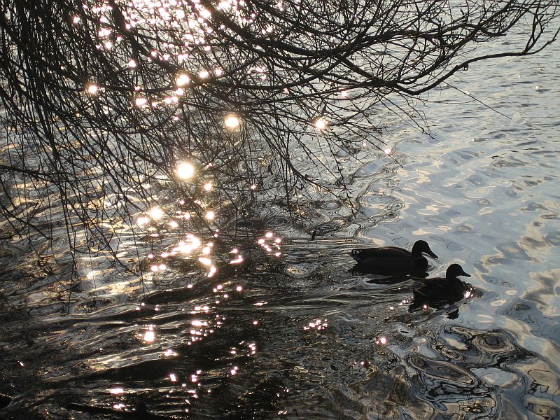 Enten im Frühjahr