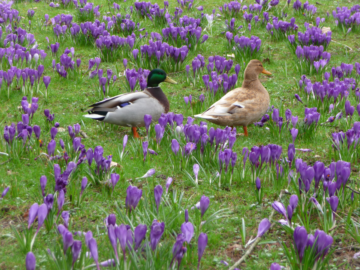 Enten im Frühling