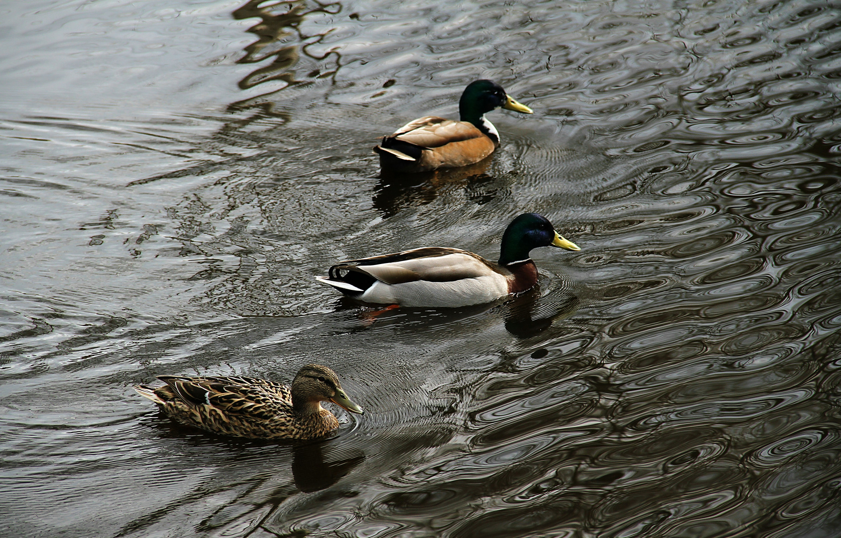 Enten im Frühling