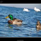 Enten im Frühling in Heiligenhafen