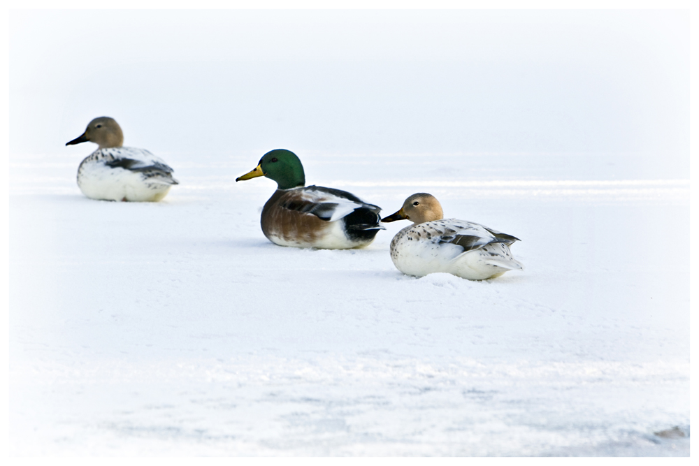 Enten im Gänsemarsch