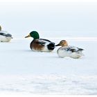 Enten im Gänsemarsch