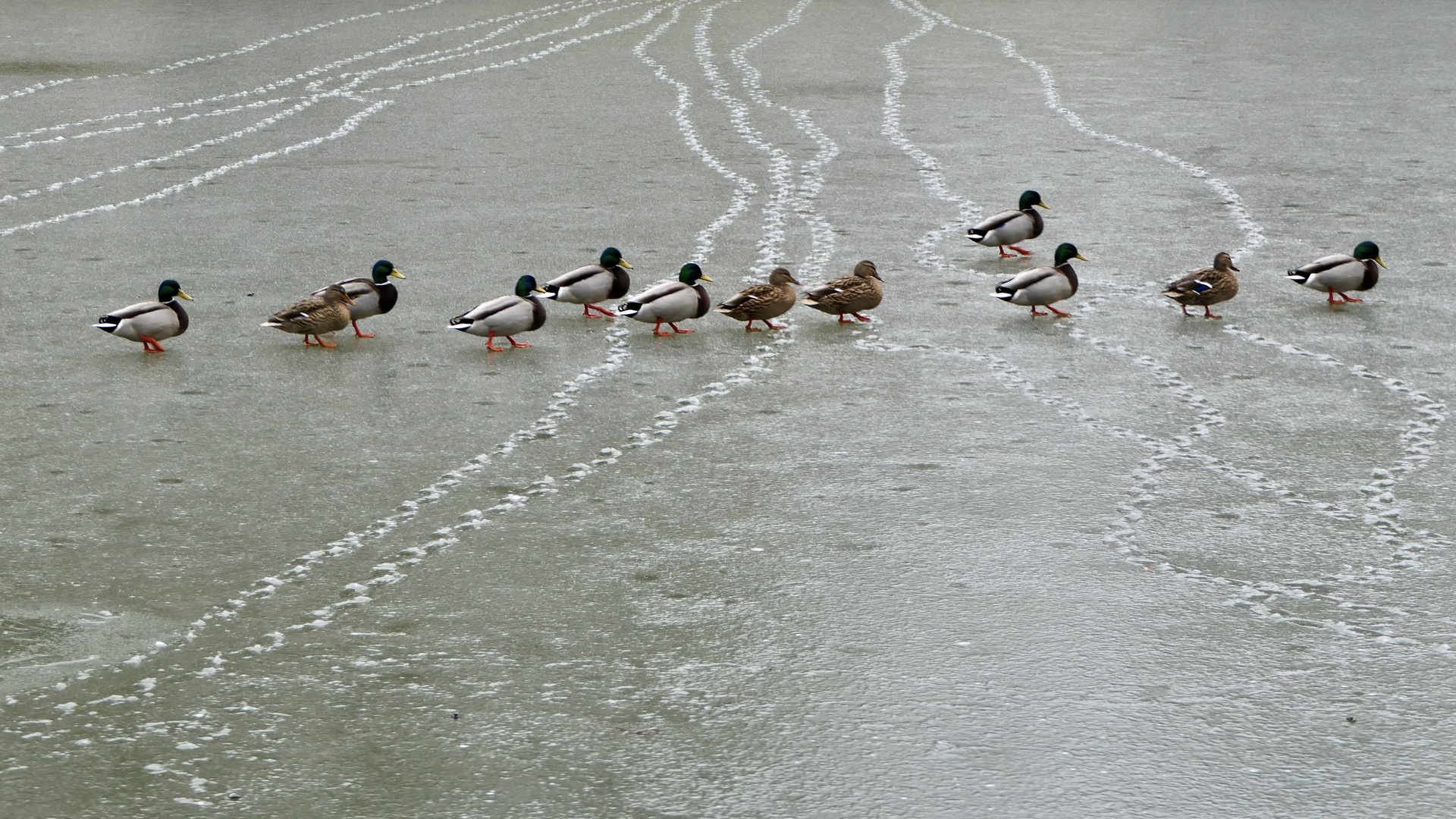 Enten im Gänsemarsch auf Eis