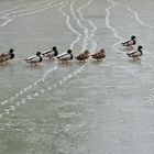 Enten im Gänsemarsch auf Eis