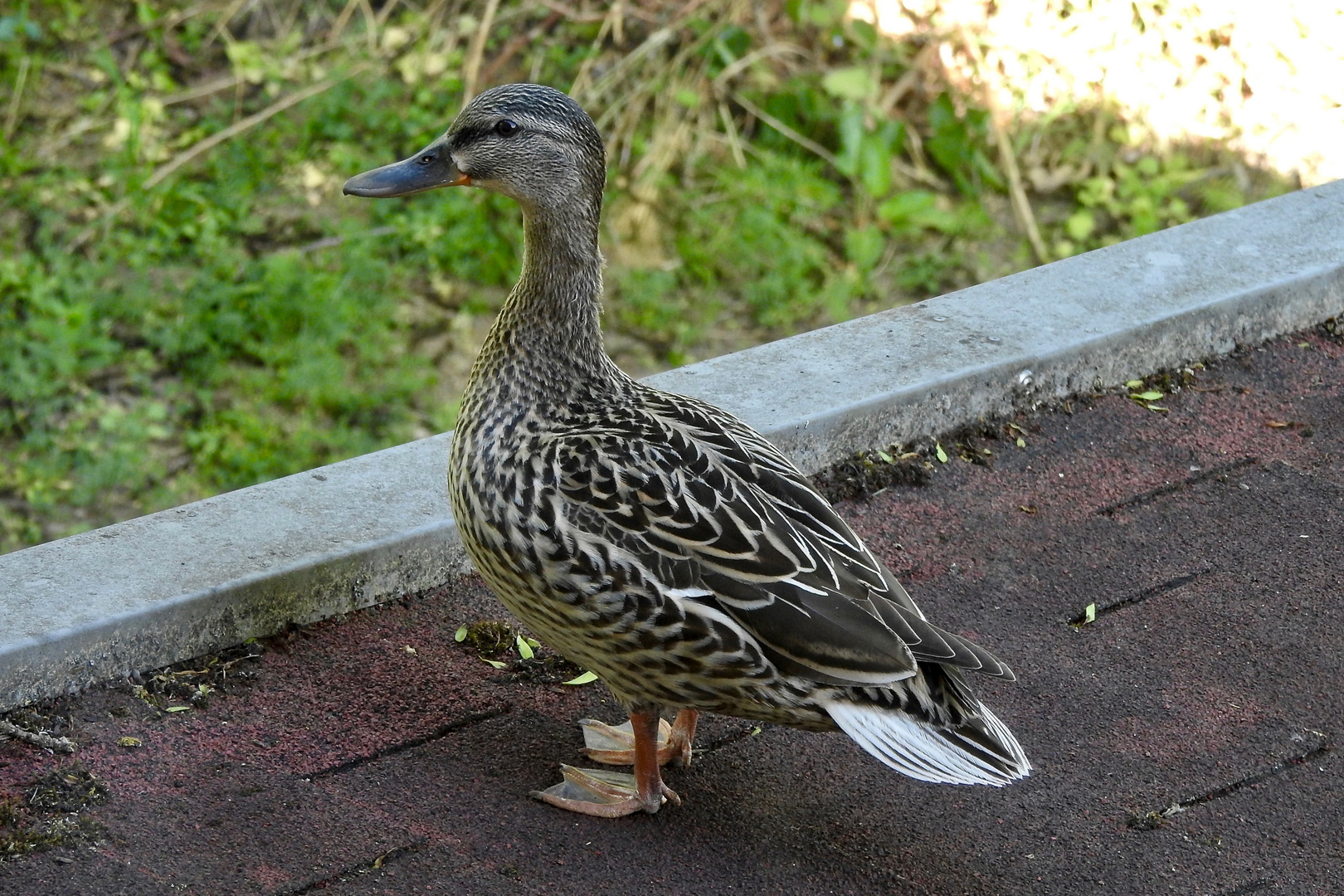 Enten Im Garten Foto Bild Tiere Wildlife Wild Lebende Vogel