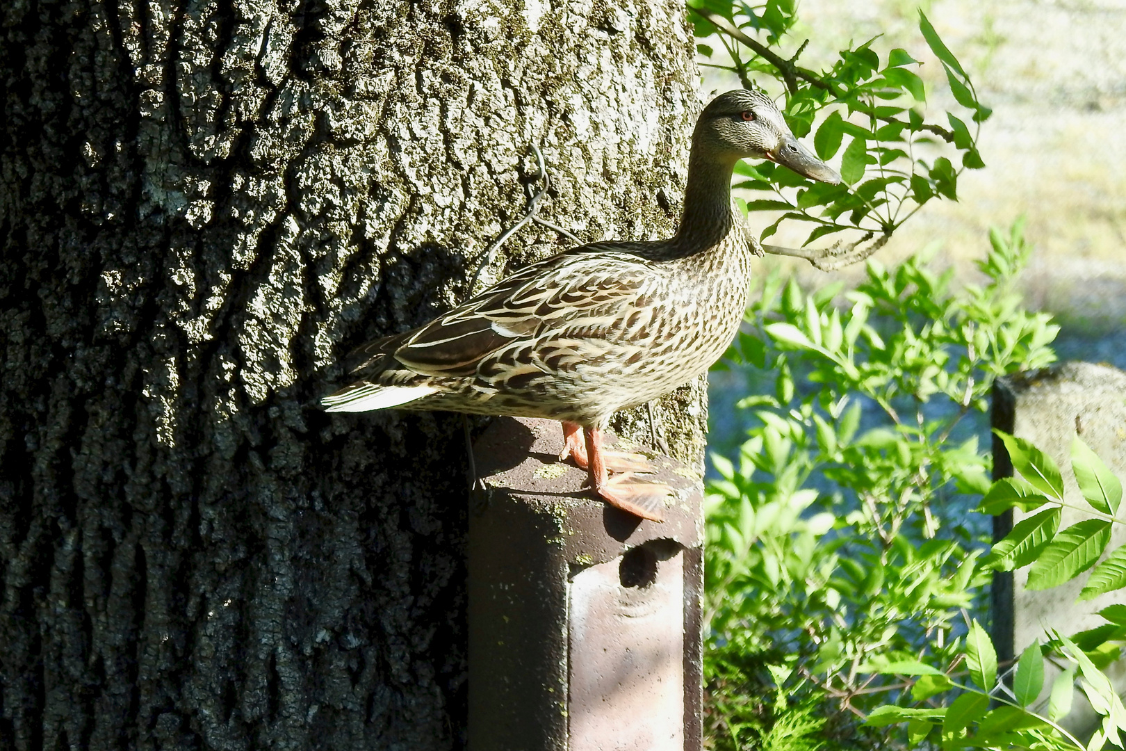 Enten Im Garten Foto Bild Tiere Wildlife Wild Lebende Vogel