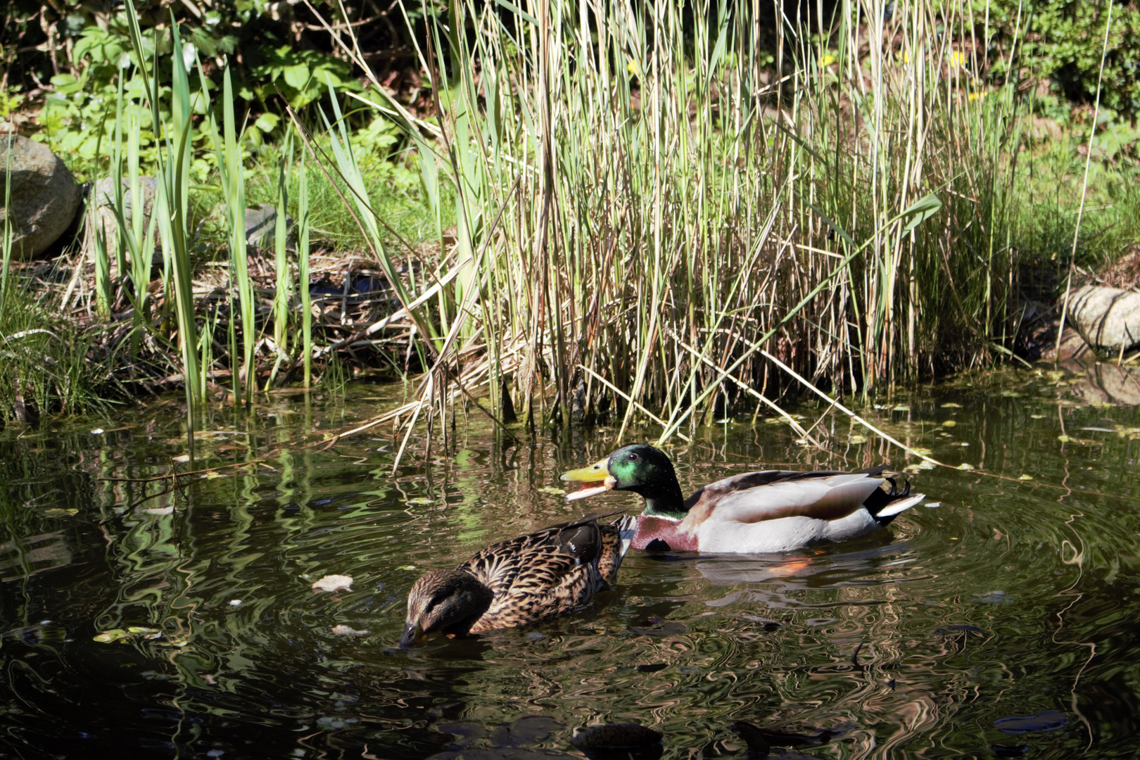 Enten im Gartenteich