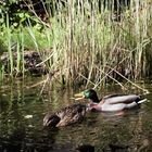 Enten im Gartenteich