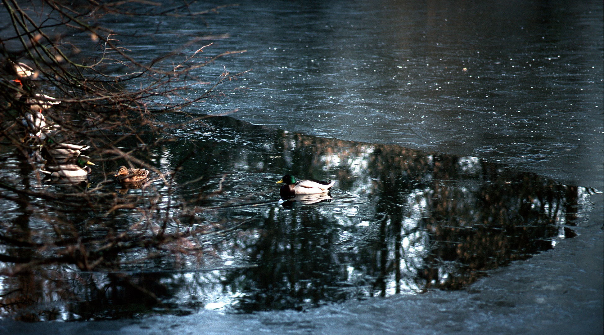 Enten im gefrorenem See