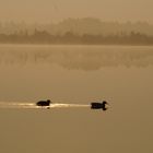 Enten im Gegenlicht