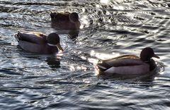 Enten im Gegenlicht