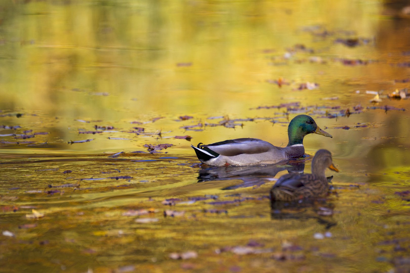 Enten im Gold