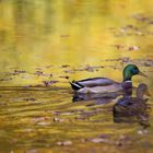 Enten im Gold