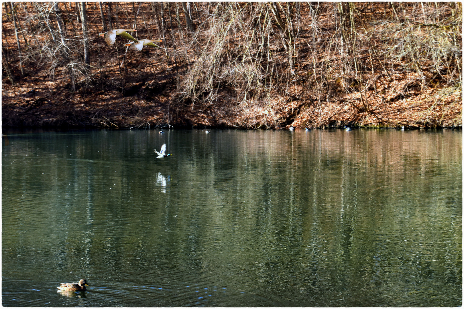 Enten im Goldbach-Teich