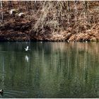 Enten im Goldbach-Teich