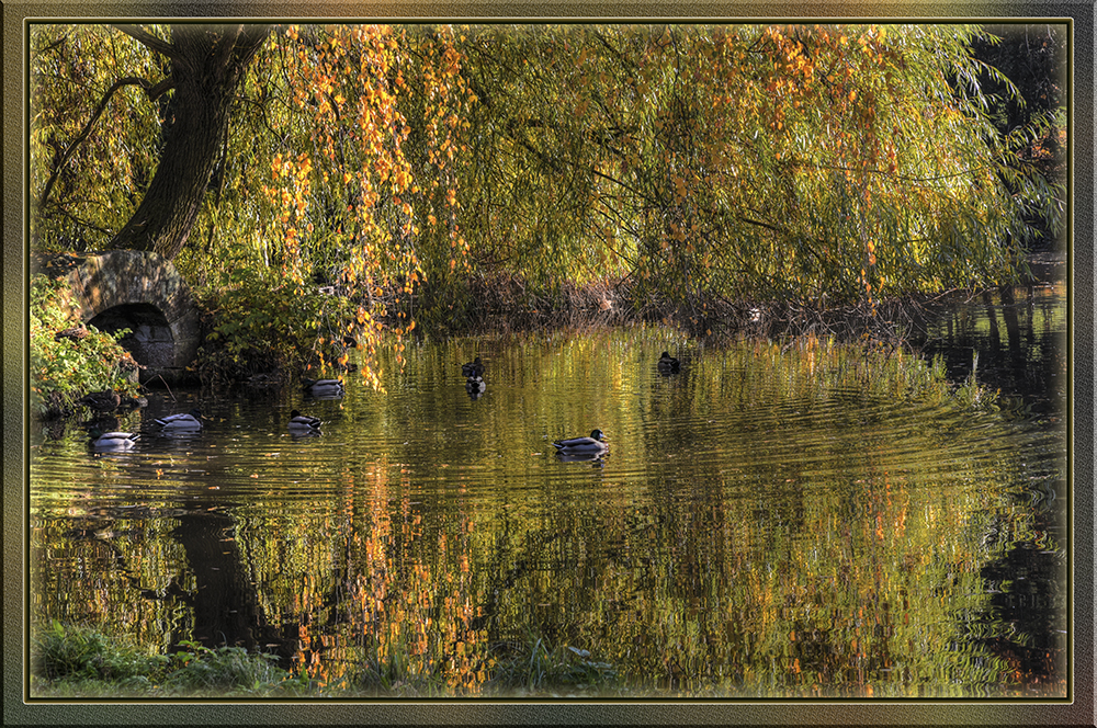 Enten im goldenen Wasser