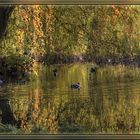 Enten im goldenen Wasser