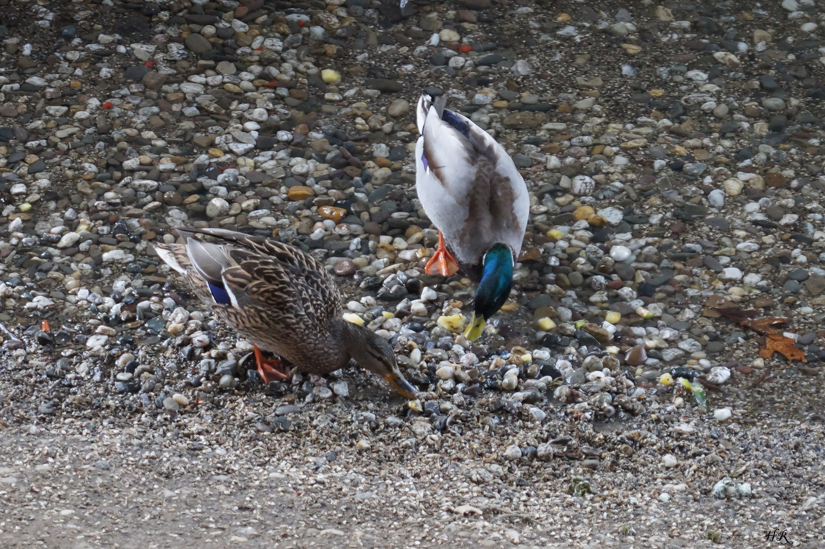 Enten im Gruga-Park