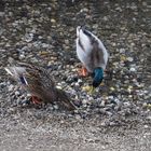 Enten im Gruga-Park