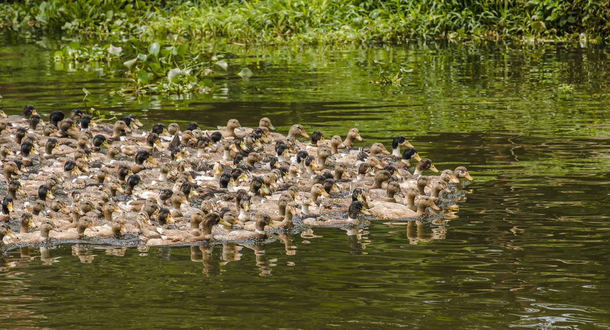 Enten - Im Gruppenschutz