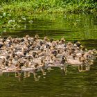 Enten - Im Gruppenschutz