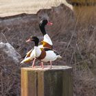 Enten im Hamburger Hafen