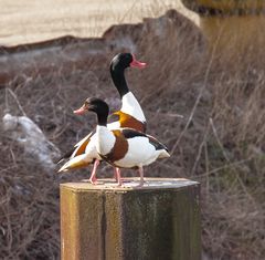 Enten im Hamburger Hafen