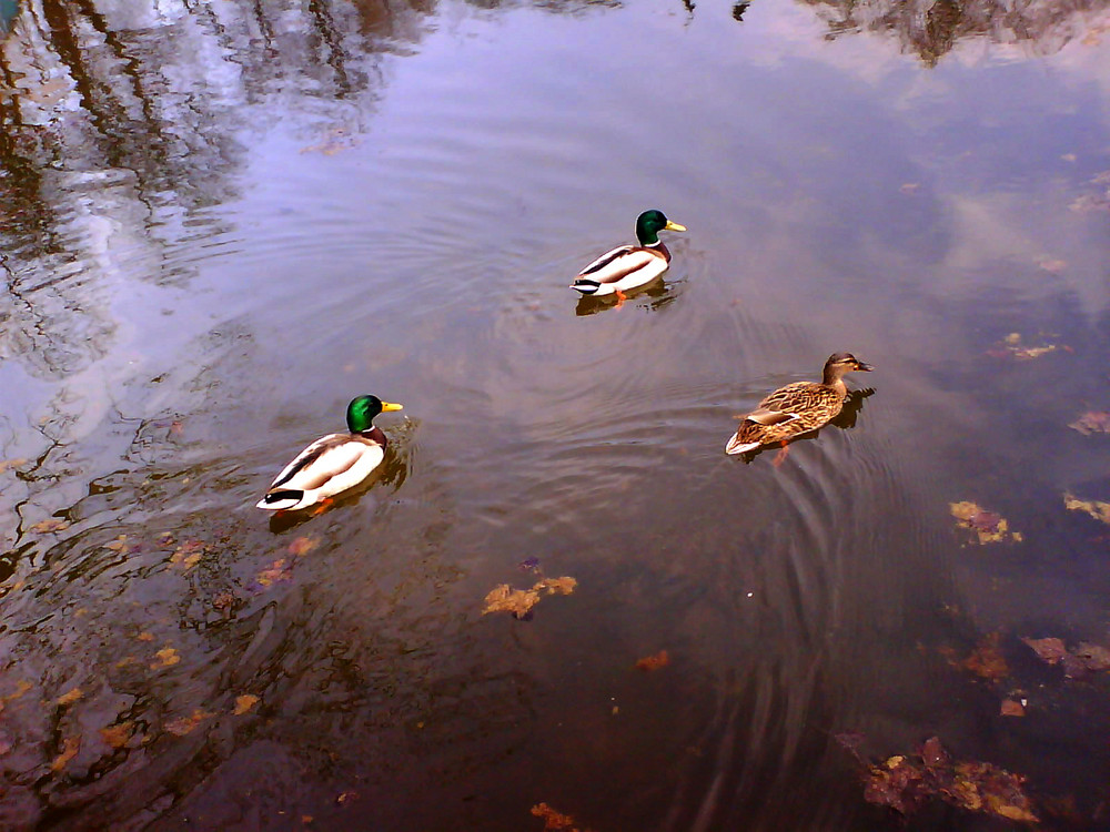 Enten im Herbst