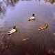 Enten im Herbst