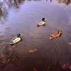 Enten im Herbst