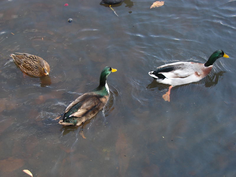 Enten im Herbst