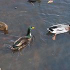 Enten im Herbst