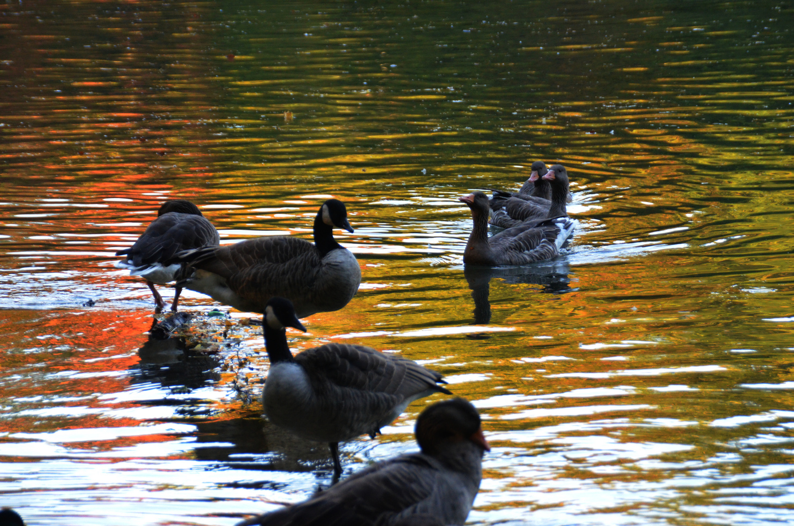 Enten im Herbstlicht