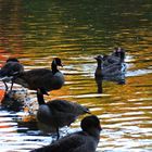 Enten im Herbstlicht