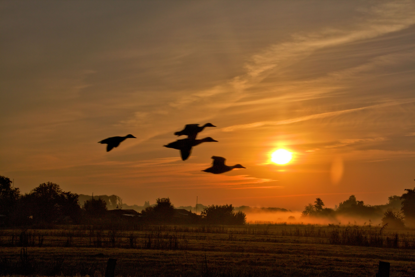 Enten im Herbt